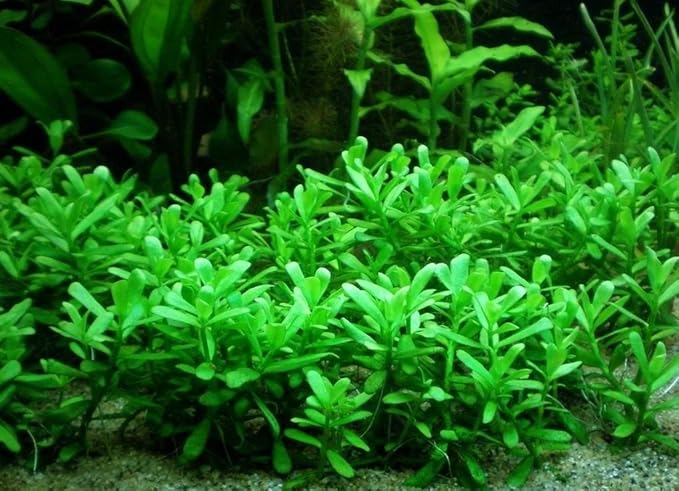 Bacopa Monnieri Moneywort Potted Live Aquarium Decorations Aquatic Plants for Fish Tank by Mainam