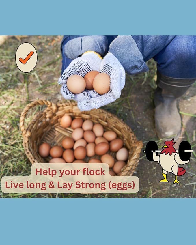 LitChicks’ Calcified Seaweed for Laying Chickens - Crushed Oyster Shell Alternative - Highly Digestible - Single Ingredient - Helps with Egg Laying & Flock Health.