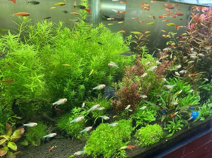 Landen Aqua Soil Substrate for Natural Planted Aquarium, Plant or Shrimp Stratum, Clay Gravel and Stable Porous Substrate for Freshwater Aquarium, Black Color 40lbs