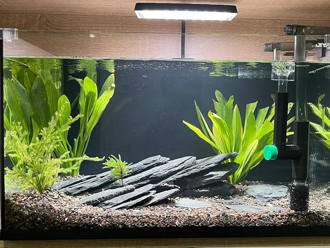 Natural Slate Stone Rocks 2 to 6 inch Aquariums Stone for Aquascaping,Terrariums,Reptile Enclosures,Paludariums, and Gardens-10lb