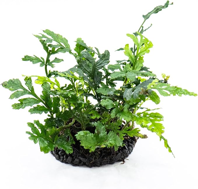 Java Fern Live Aquarium Plants – Windelov, Narrow Leaf & More– Easy Aquascaping Plants for Freshwater Tanks, Low Light, No CO₂ (Bolbitis Difformis 'Mini' on Nutripad)