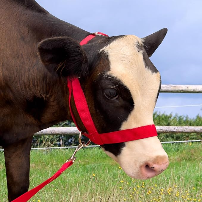 XUANNIAO Easily Adjustable Figure 8 Cow Halter, Double-Ply Premium Livestock Cattle Halters, Colorful Cow Utility Calf Halter with Leading Rope for Miniature Horse Donkey Goat Foal (Small, Red)