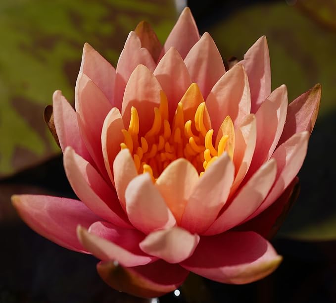 Live Hardy Water Lily Tubers Rhizomes Bulb Seed Nymphaea Aquatic Pond Plants Water Gardens Pre-Grown Flower in White Pink Red Yellow Orange Blue Purple (1, Peach Hardy Pond Lily)
