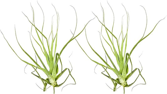 Air Plants - Tillandsia Straminea Jumbo 6-9" - 2ct - Live Arrival Guaranteed - House Plants for Home Decor & Gift