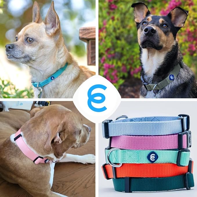 Blueberry Pet Essentials Matching Medium Adjustable & Durable Classic Solid Color Nylon Dog Collars for Medium Dogs | Mint Blue Collar for Girl & Boy Dogs