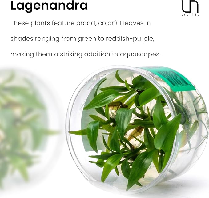Ultum Nature Systems Lagenandra Meeboldii 'Red' Tissue Culture Live Plant for Aquarium, Freshwater Fish Tank, Aquascaping - 100% Snail Free in Vitro