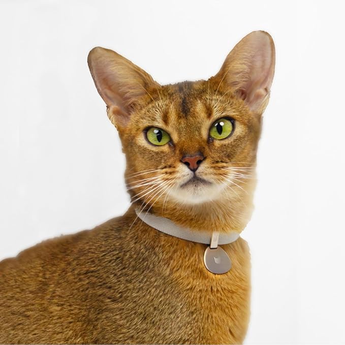 Safety Cat Collar and ID Tag Set - Elastic Quick Release, Non Breakaway Cat Collar Personalized Anodized Aluminum Engraved Pet Name Tag, Lightweight for Kitten Small Large Cat