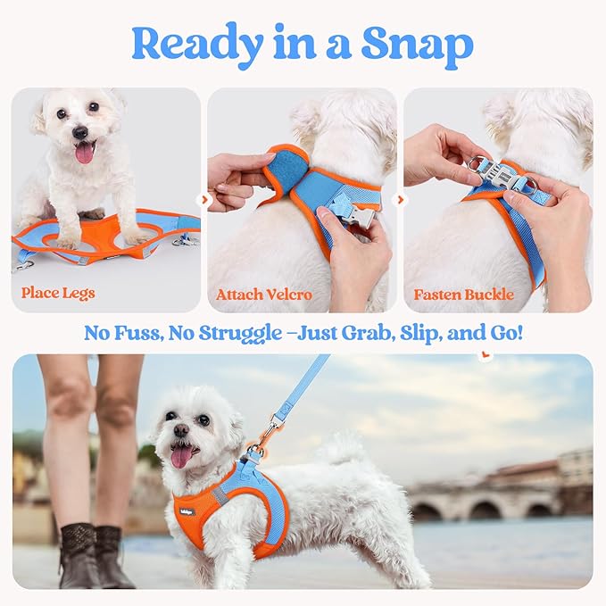 rabbitgoo Dog Harness Small Sized and Leash Set, Step in Soft Light Puppy Vest, Breathable Mesh Pet Harness, Reflective for Safe Easy Walking, Blue & Orange M
