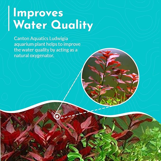 Live Aquarium Ludwigia Repens Plants - Great Background for Fish Long Lasting & Easy to Maintain Suitable Summer Winter Natural Oxygenator Pot ,Light/Medium Green; Striking Dark Red