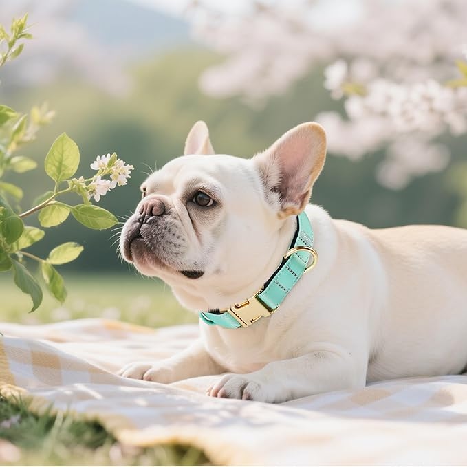 Didog Soft Padded Dog Collars for Small Dogs, Colorful and Durable Dog Collar with Quick Release Buckle, Light and Breathable for Daily Walking, Green, S