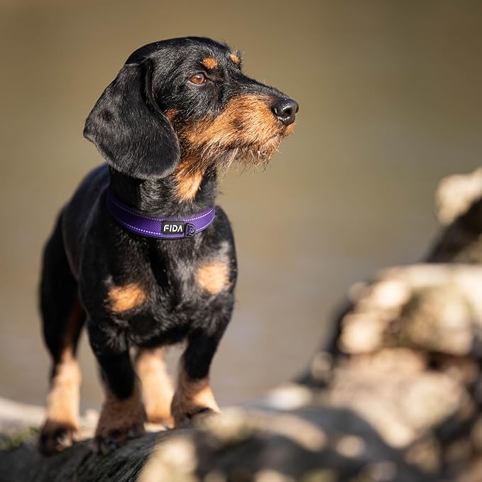 Fida Heavy Duty Dog Collar, Ultra Comfortable Soft Neoprene Padded, Adjustable Reflective Nylon Pet Collar with Durable Metal Belt Buckle for Small Breeds (S, Purple)