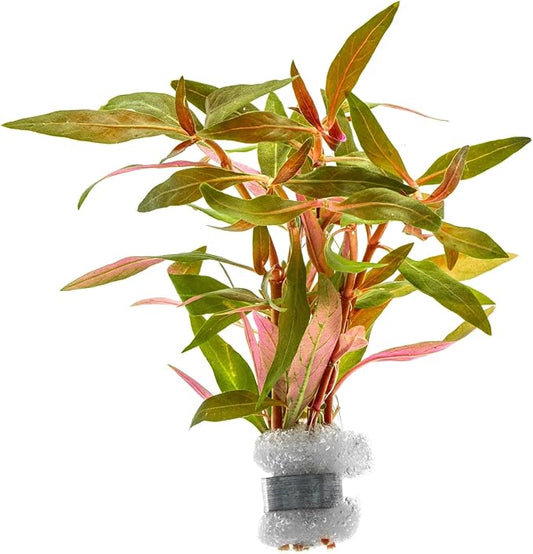 Live Plants - Alternanthera reineckii ‘Mini’ - Bright Red to Pink Foreground Stem Plant for High Light, CO₂ Aquascaping, Compact Growth Red, Pink, Purple Accent - Lead Bunch