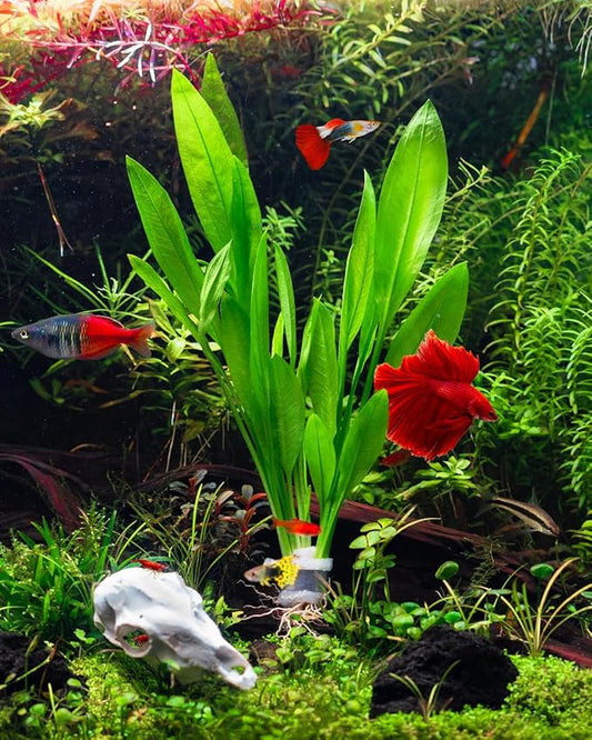 Live Plant - Amazon Sword (Echinodorus Bleheri) - Beginner Friendly, Easy Care, Medium Light, Midground to Background Placement - Freshwater Aquarium Decoration - 1 Bunch (4-5 Plants)