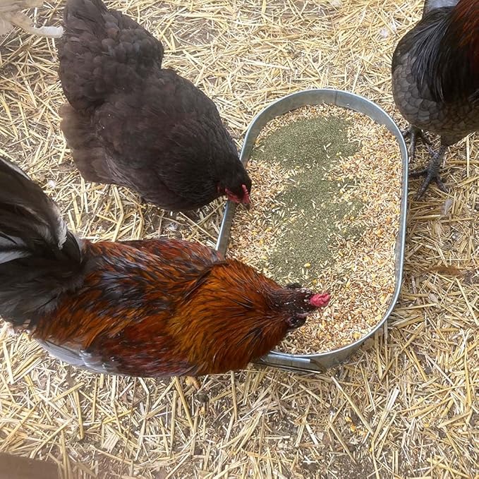 Organic Kelp for Chickens & Duck Feed (5 Pound): Chicken Vitamins | Chicken Supplements | Vitamins for Chickens | Pampered Chicken Mama