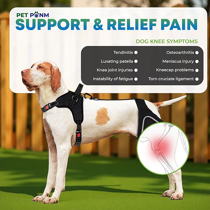 Petpanm- Adjustable Dog Knee Brace- Right Hind Leg with Integreted Harness- Premium Support for Torn ACL, Sprains & Strains Recovery, Enhances Mobility, Comfortable Neoprene - (XLarge).