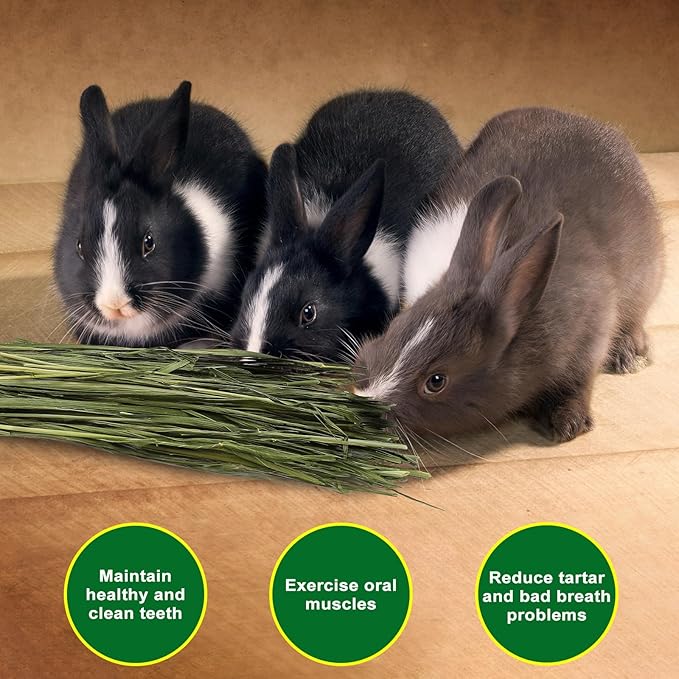 Premium Oat Hay for Pets - Dust Free Natural Green Fresh Pet Food Hay for Rabbits, Guinea Pigs, Chinchillas, Hamsters & Gerbils - 1.1lbs