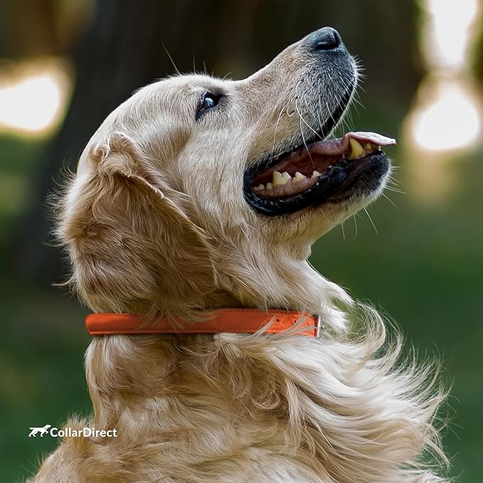CollarDirect Rolled Leather Dog Collar, Soft Padded Round Puppy Collar, Handmade Genuine Leather Collar Dog Small Large Cat Collars 13 Colors (15-19 Inch, Orange Textured)