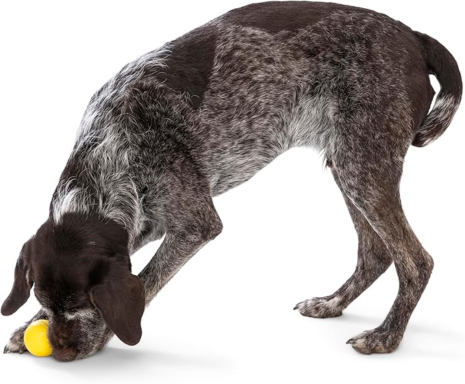 WEST PAW Boundr Ball Dog Fetch Toy – Bouncing Toys for Dogs, Fetch, Catch, Chewing, Play – Floatable, Recyclable Balls – Small Dandelion Yellow/Hot Pink 2-Pack