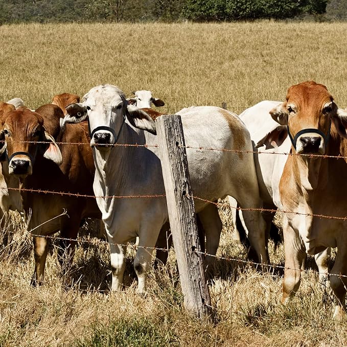 Hillban Cow Halter Cattle Halters Adjustable Calf Halter with Leading Rope for Miniature Horse Donkey Goat Foal Nylon Cattle Training Supplies