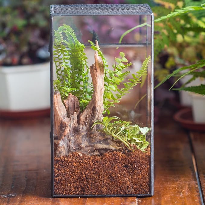 NCYP Glass Terrarium with Door and Mesh for Small Insects - 5.1 x 3.9 x 9 Inches Rectangle Reptile Habitat, Black - Modern Home Tabletop Decor (Terrarium Only)