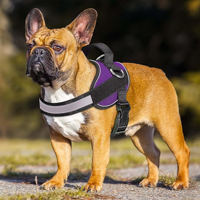 Haapaw Essential Dog Harness, No Pull Pet Vest with 3 Leash Clips, No Choke, Reflective, Adjustable and Padded, for Easy Walking and Training for Small Dogs(S, Purple)