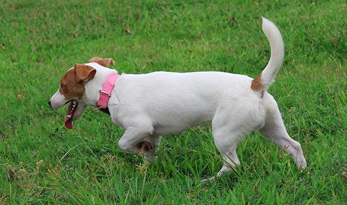 Mikivery Nylon Dog Collar with Quick Release Buckle Soft Adjustable Sturdy for Small Medium Large Dogs Pink,M