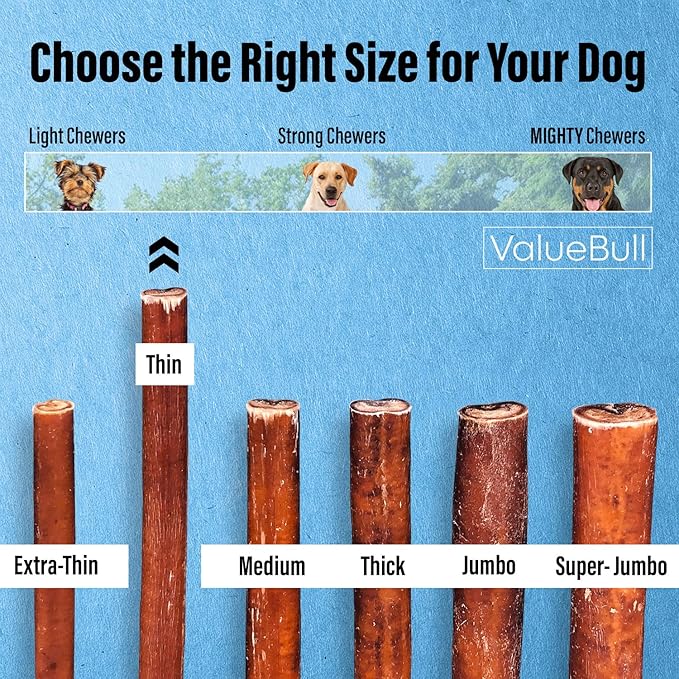 ValueBull Bully Sticks for Small Dogs, Thin 12 Inch, 100 Count - All Natural Dog Treats, 100% Beef Pizzles, Single Ingredient