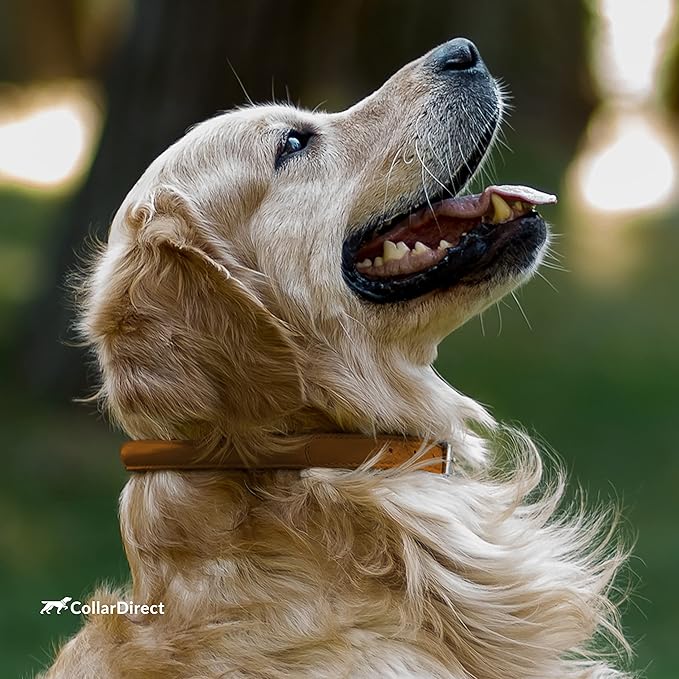 CollarDirect Rolled Leather Dog Collar, Soft Padded Round Puppy Collar, Handmade Genuine Leather Collar Dog Small Large Cat Collars 13 Colors (11-14 Inch, Cinnamon Textured)