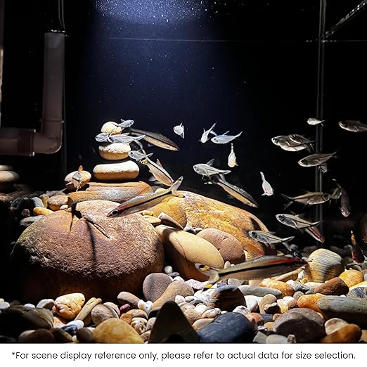 SIDONG 5 lbs Mixed River Rocks, 1.2-2 Inches Highly Polished Pebbles for Indoor Plants, Aquarium Rocks Used in Fish Tank, Decorative Stones for Plants, Vases, Home Décor, Crafting, Garden Landscaping