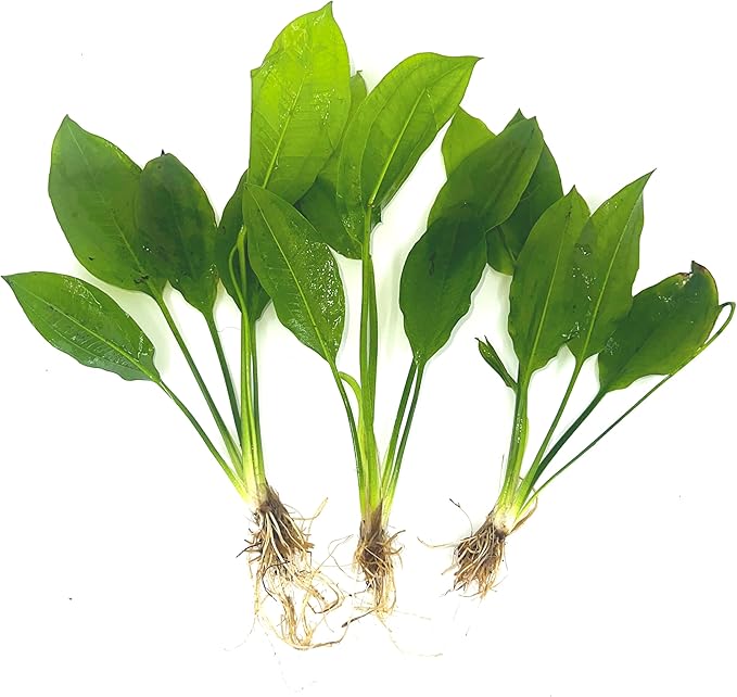 3 Aquatic Plants Bundle | Live Plants for Freshwater Aquariums (3 X Amazon Sword Plants)
