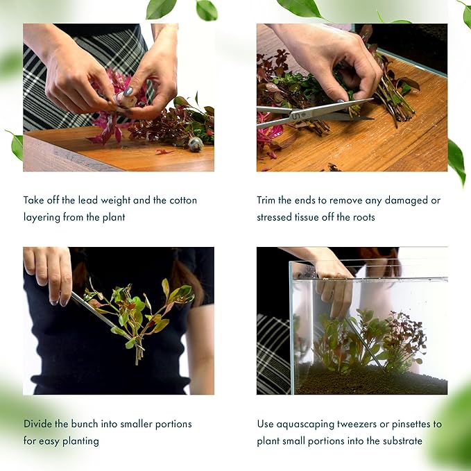 Live Plants - Fujian Rotala (Rotala Fujian) - Medium to High Light, Light Green to Pinkish-Red Accent Freshwater Aquatic Stem Plant, Midground to Background Placement - Pot, 4 Pack