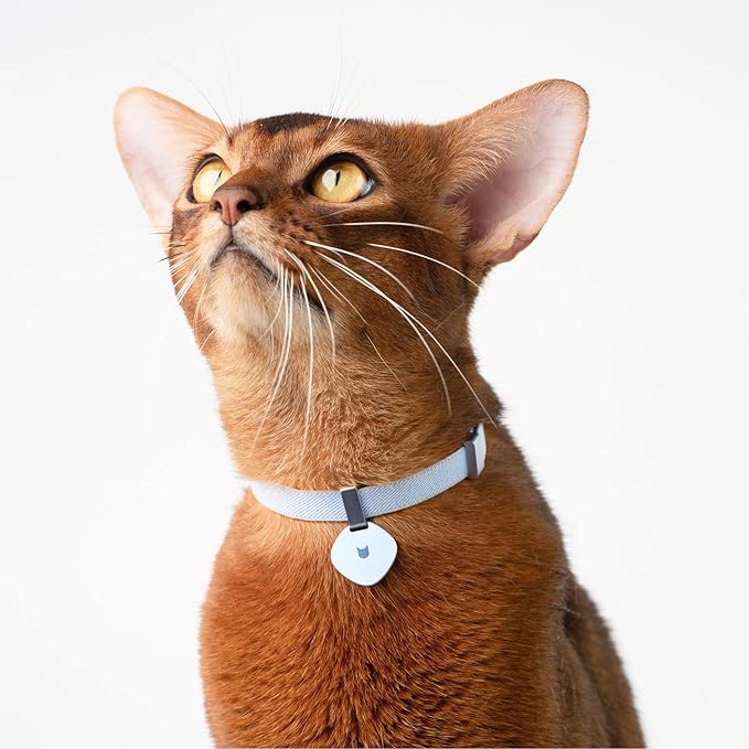 Safety Cat Collar and ID Tag Set - Elastic Quick Release Non Breakaway Personalized Anodized Aluminum Engraved Pet Name Tag, Lightweight for Kitten Small Large Cats