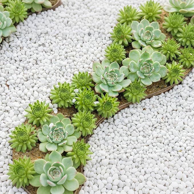 Mr. Fireglass 10 lbs White Pebbles,1/5" Natural Decorative River Rocks Aquarium Gravel for Indoor Plants, Vases, Succulents and Outdoor Garden Landscaping