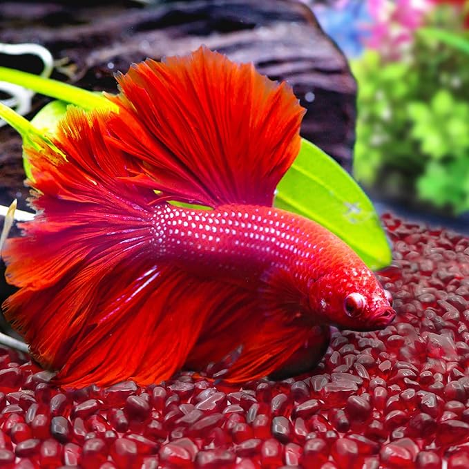 Keedolla 3 LB Aquarium Fish Tank Rocks Gravel Stones Pebbles, Sea Glass Pebbles Beads Gemstones Marbles for Fish Turtle Tank, Vase Fillers and DIY Crafts - Red