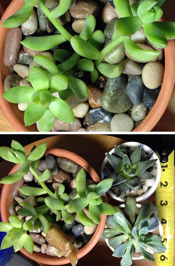 River Rock Stones, Natural Decorative Polished Mixed Pebbles Gravel,Outdoor Decorative Stones for Plant Aquariums, Landscaping, Vase Fillers (9 LB, Mixed Colors)