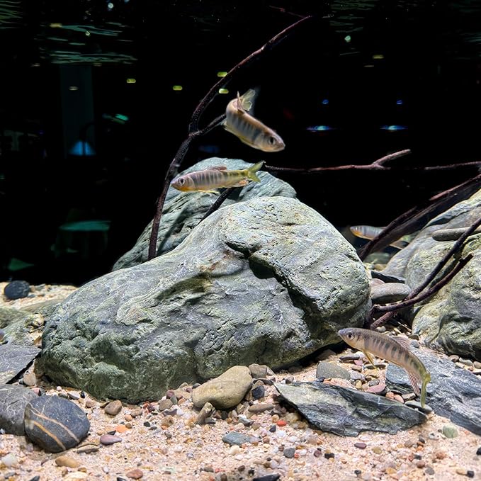 Aquarium Stone Green River Rock 40LB Rocks aquascaping Fish Tank Decor Rocks for Aquariums Fairy Gardens Model Railroads Dioramas Wargaming Mosaic Art（4-10inch / 7PCS）