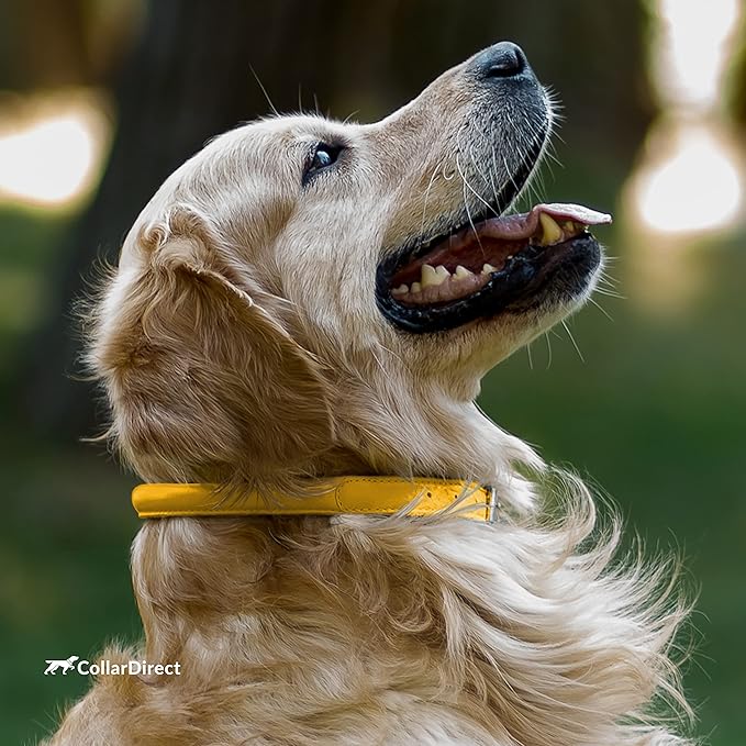 CollarDirect Rolled Leather Dog Collar, Soft Padded Round Puppy Collar, Handmade Genuine Leather Collar Dog Small Large Cat Collars 13 Colors (15-19 Inch, Yellow Textured)