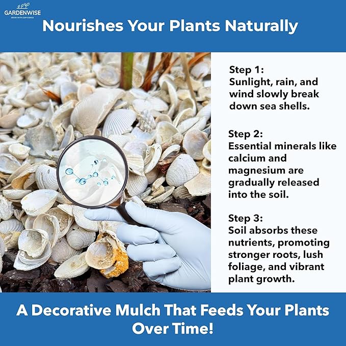Natural Organic Sea Shell Mulch for Gardens and Landscaping – Decorative and Nutrient-Rich, 0.5–3-Inch Shells, Perfect for Indoor and Outdoor Use (0.2 CF - 4.8 L - 5 QTS)