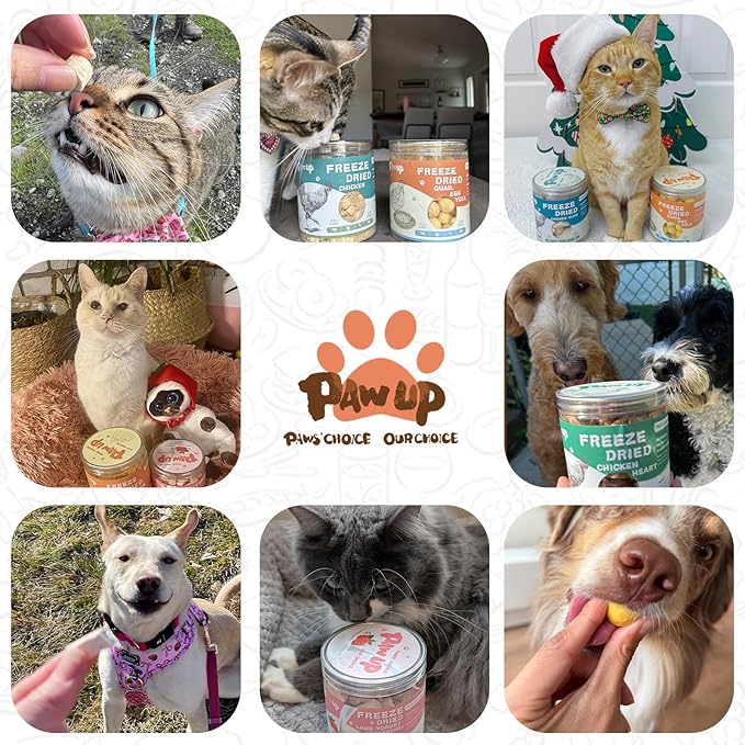 Freeze Dried Salmon Cat Treats, Single Ingredient Raw Cat Food Toppers, Healthy Training Treats for Dogs, Cats, 3.8 oz