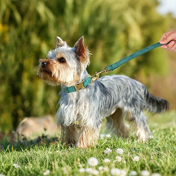 Didog Soft PU Leather Dog Collar, Stylish Quick Released Dog Collars for Small Dogs, Easy Clean Adjustable Pet Collar for Daily Walking, Green, S Fit 10-16" Neck