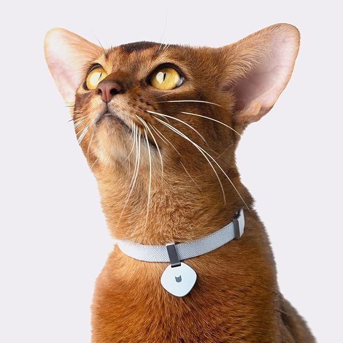 Safety Cat Collar Pro, Lightweight Elastic Release Non Breakaway Cat Collar Adjustable with Snap Fastener for Kitten All Small Large Cats, US IDA Gold Award (Alpine Green, S 5.9-11.8")
