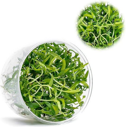 Ultum Nature Systems Live Tissue Culture - Helanthium tenellum 'Broad Leaf' - Easy - Medium to High Light - Bright Green Accent - Foreground - 100% Snail Free Grown in-Vitro - Regular Cup