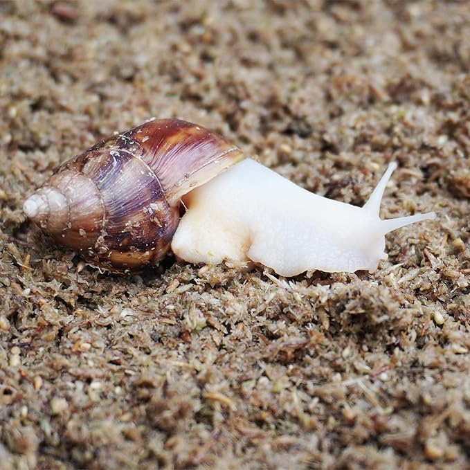 2 Quarts Organic Fiber Substrate for Pet Snail, Ideal Snail Terrarium Accessories for Retains Moisture