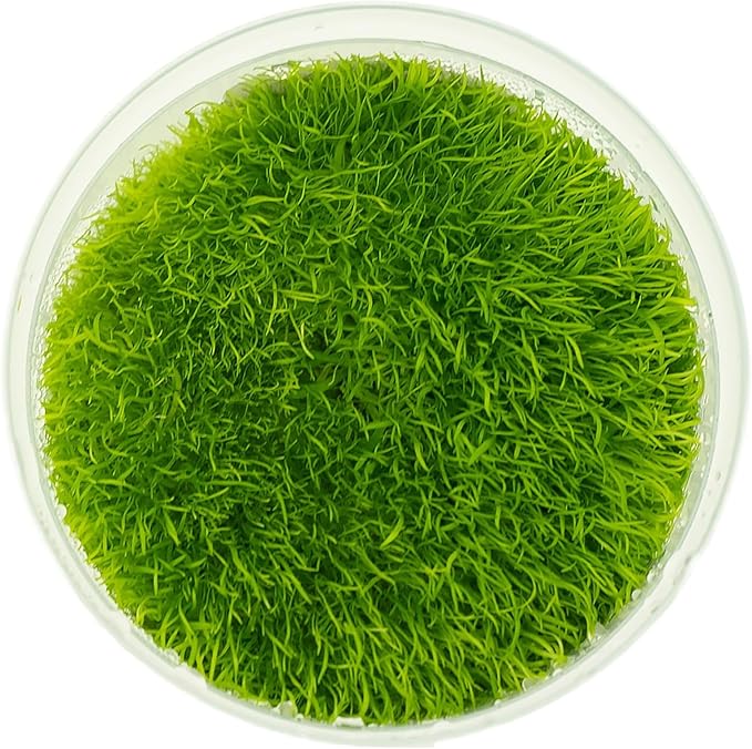 UNS Snail Free TC Utricularia Graminifolia (UG) - Medium to High Light, Bright Green Accent Aquatic Carnivorous Carpeting Plant, Foreground Placement - Tissue Culture, 1 Pack
