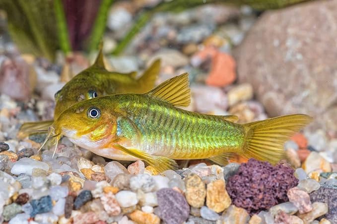 Aquatic Foods Inc. 12-Type Ultra Mix of 1mm, 2mm, 3mm Floating & Sinking California Blackworm and Intense Coloring Pellets for All Tropical Fish & Pond Fish...1/2-lb Bag