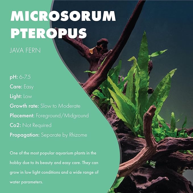 Java Fern Live Aquarium Plants - Potted Freshwater Plant for Fish Tanks - Beginner Friendly, Low Light (Java Fern, 3 Pots)