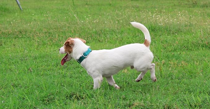 Mikivery Nylon Dog Collar with Quick Release Buckle Soft Adjustable Sturdy for Small Medium Large Dogs Teal,L