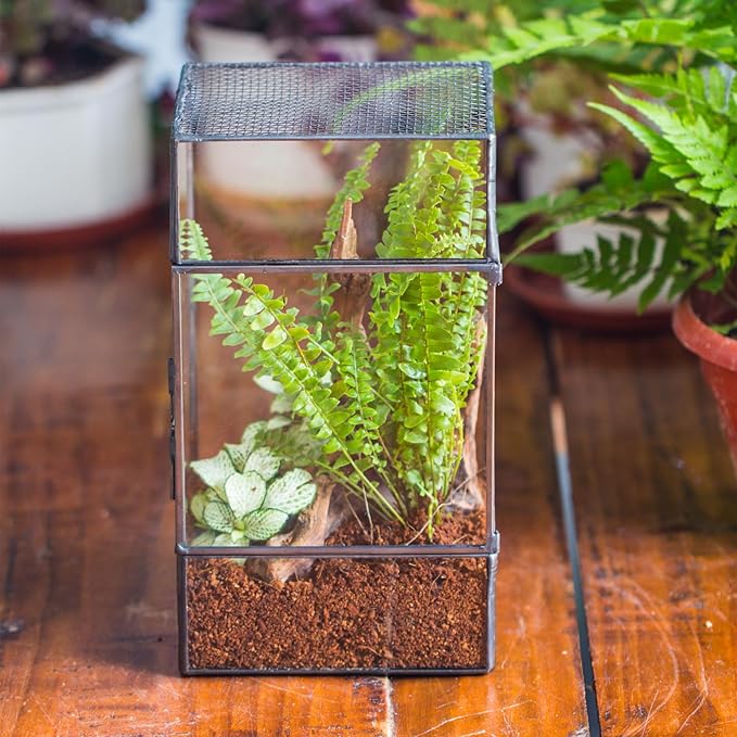 NCYP Glass Terrarium with Door and Mesh for Small Insects - 5.1 x 3.9 x 9 Inches Rectangle Reptile Habitat, Black - Modern Home Tabletop Decor (Terrarium Only)