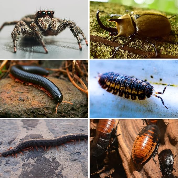 REPTI ZOO Magnetic Acrylic Reptile Terrarium 8" x 4" x 4", Transparent Tarantula Spider Enclosure Micro Breeding Box for Hermit Crab Snail Mantis Frog Insects