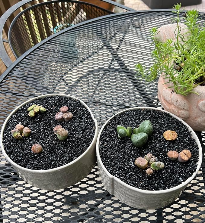 TOYPOPOR 6lb Succulents and Cactus Black Sand, Décor & Additive Tiny Stones, DIY Rocks Gravel, Decorative Pebbles for Bonsai, Fairy Gardening, Terrarium, Vases Fillers, Top Dressing